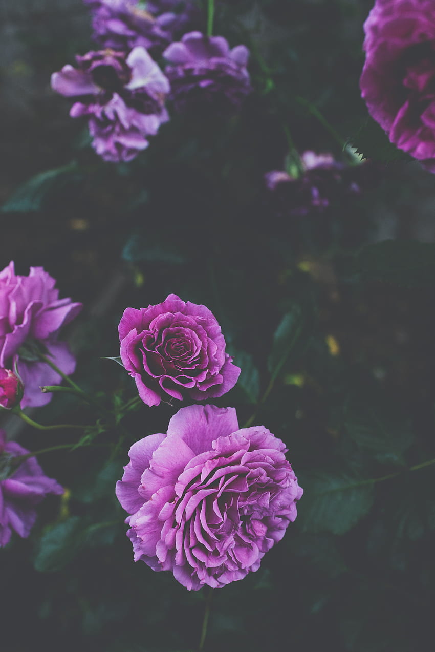 Kwiaty, róże, fiołek, krzak, purpura, pąki Tapeta na telefon HD
