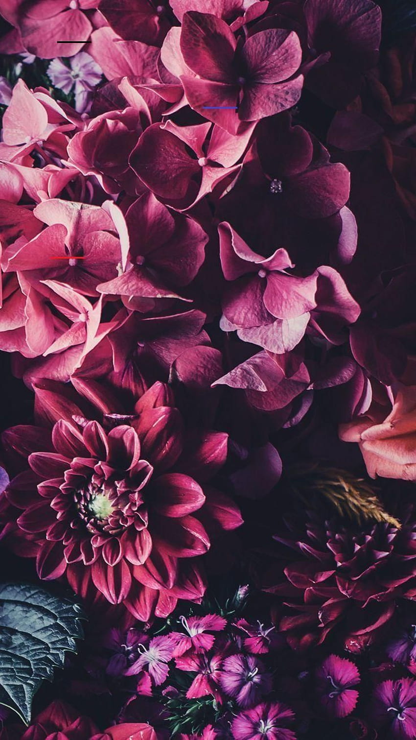 hintergrundbilderiphone. Blumen hintergrund iphone, Blumentapete, Telefon hintergrundbilder wallpaper ponsel HD