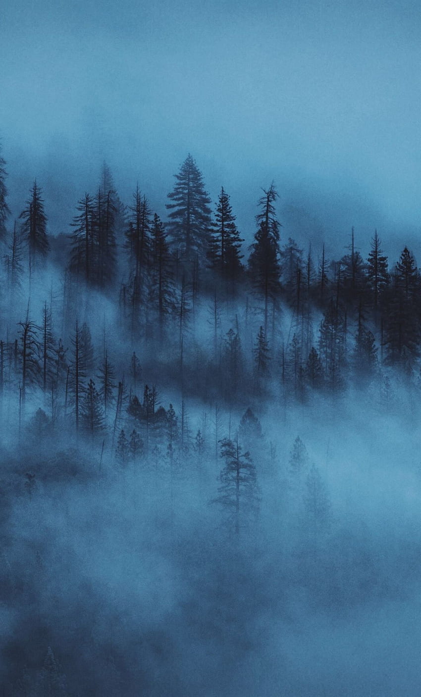 dark, mist, trees, forest, iphone 6 plus, , background, 16864, Dark Misty Forest HD phone wallpaper
