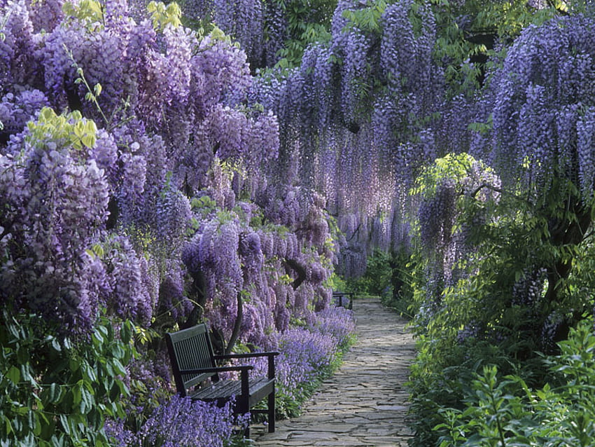 bench among wisteria, bench, pathway, plants, art, garden, hanging, walkway, park, purple, wisteria, painting, flower, flowers, lovely HD wallpaper