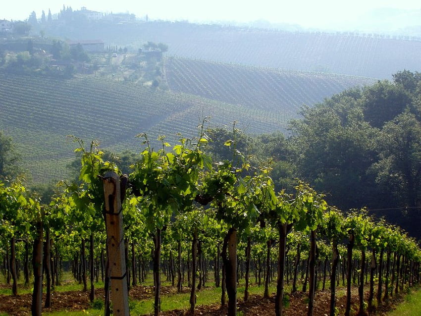 Chianti Vineyard, céu, colina, videira, uvas papel de parede HD