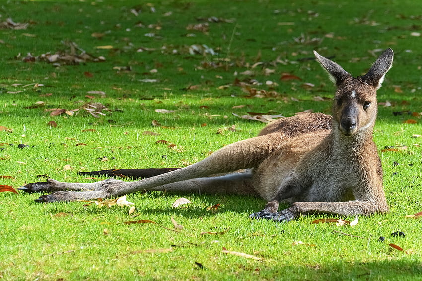 brown kangaroo lying on green grass field during daytime – Animal, Funny Kangaroo HD wallpaper