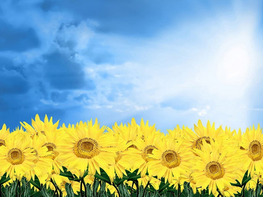 flores do sol, céu, flores, sol papel de parede HD