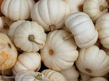 White Pumpkin Photos Download The BEST Free White Pumpkin Stock Photos   HD Images