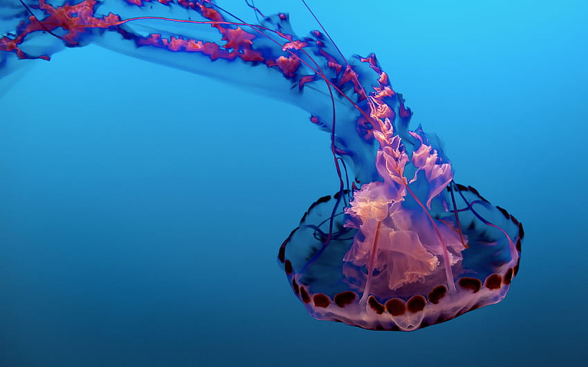 Underwater Jellyfish - Sea Life - & Background HD wallpaper