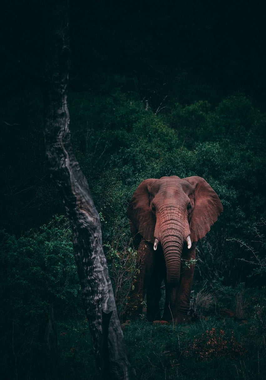Animais selvagens, elefante de Kerala Papel de parede de celular HD