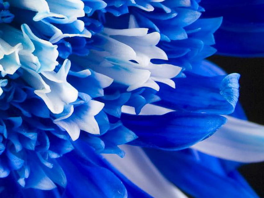 꽃잎, 파랑, 흰색, 꽃 HD 월페이퍼
