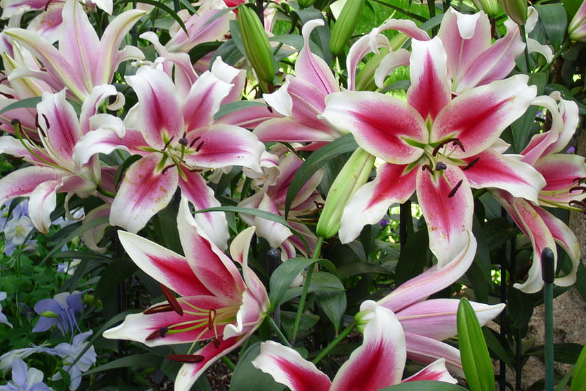 Stargazer Lily – ТОВА – lilium lilies HD тапет