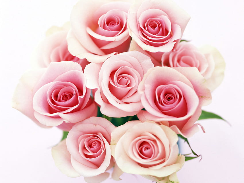 Pflanzen, Feiertage, Blumen, Rosen, Postkarten, 8. März, Internationaler Frauentag (Iwd) HD-Hintergrundbild