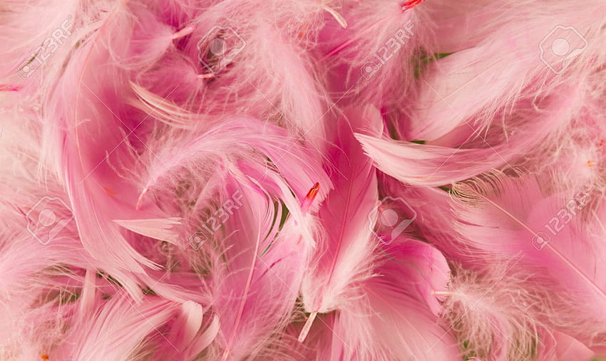 Pink Full Frame Softness Texture Feathers Stock [] for your , Mobile & Tablet. Explore Feather Pink . Feather Pink , Rainbow Feather , Feather Flower , Pink Feather HD wallpaper