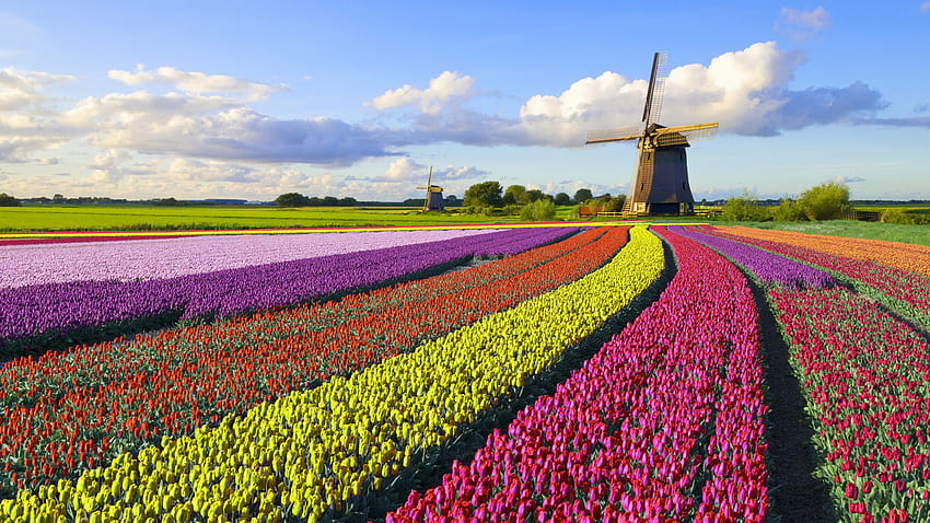 Colorful Tulip Flowers Field Windmill Green Leaves Trees Under White Clouds Blue Sky Flowers HD wallpaper