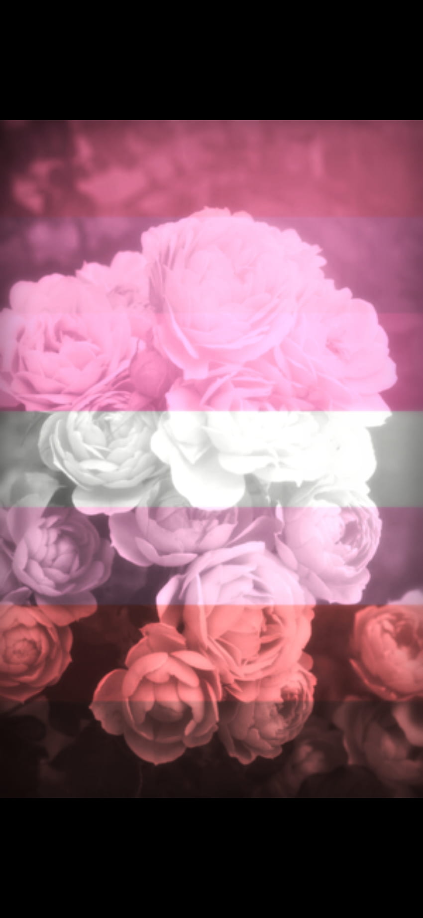 Orgoglio, rosa tea ibrida, fiore artificiale Sfondo del telefono HD