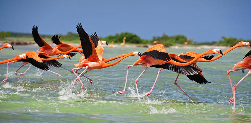 Flamingos, summer, flamingo, black, bird, pasare, orange, water HD wallpaper