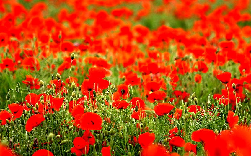Flowers, Field, Red background. Best, Orange Poppy HD wallpaper