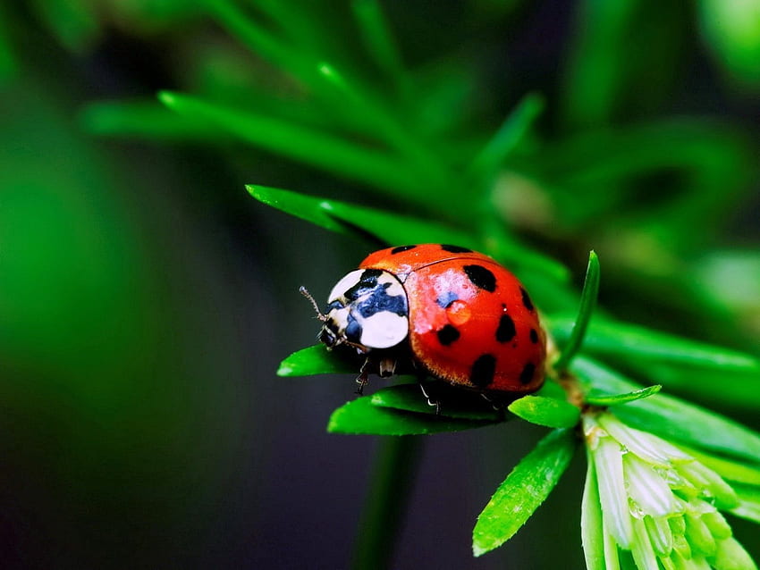 Grass, Macro, Insect, Ladybird, Ladybug HD wallpaper