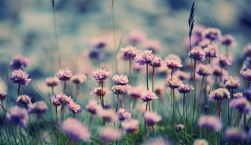여름 꽃 봄 자연 잔디 보라색 매크로 꽃 HD 월페이퍼