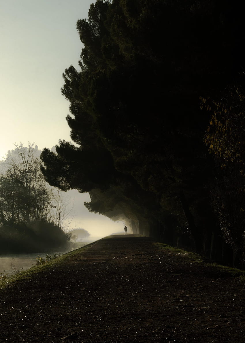 Drzewa, ciemność, sylwetka, mgła, ciemność, samotność Tapeta na telefon HD