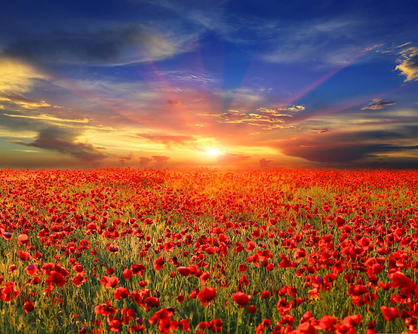 Poppy Field at Sunset, poppies, field, clouds, sky, nature, sunset HD wallpaper