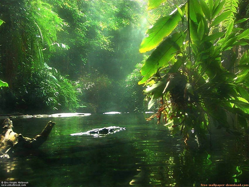 アマゾン川。 アマゾン熱帯雨林、自然、熱帯雨林、ブラジル熱帯雨林 高画質の壁紙