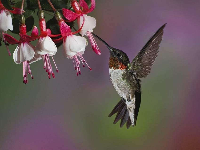 colibri. Hummingbird. Hummingbird, Bird, Birds, Cute Hummingbird HD wallpaper