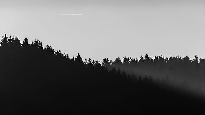 Forest (Black & White). black, Minimalist HD wallpaper