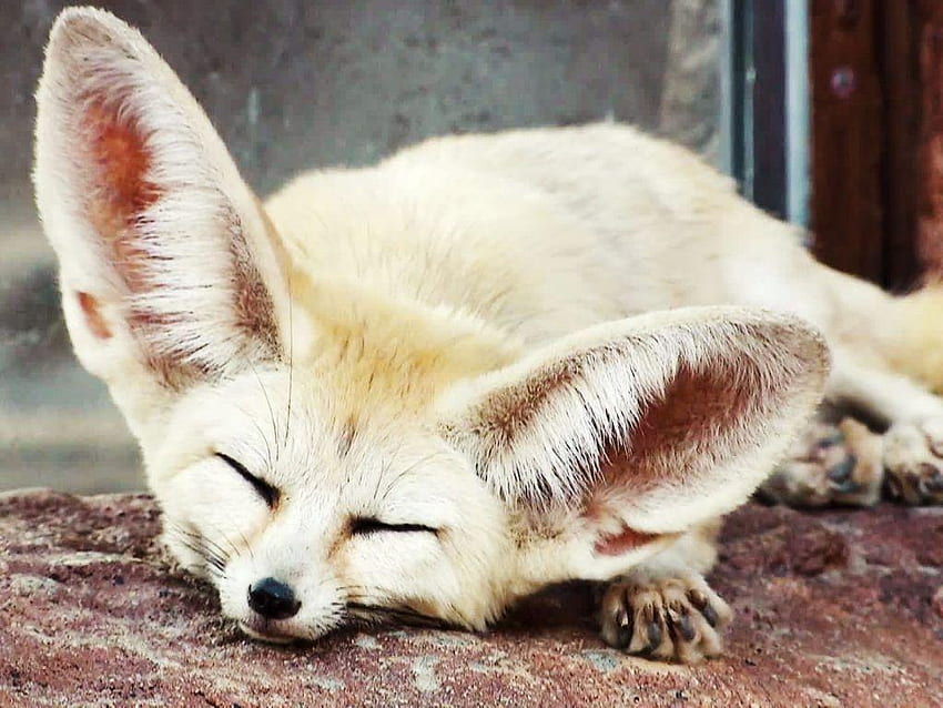 Fennec Fox, Desert Fox HD wallpaper
