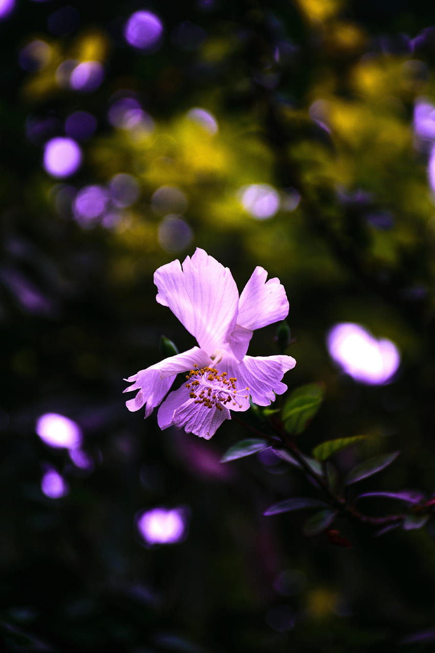 花, バイオレット, 花, 紫, ハイビスカス HD電話の壁紙