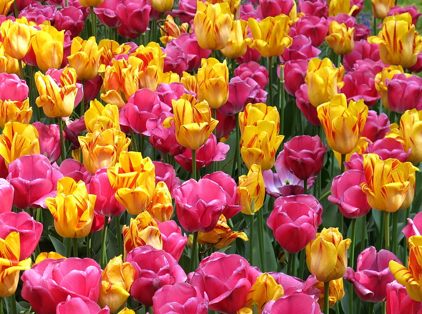 Fiori, tulipani, luminosi, aiuola, aiuola, sciolto, sciolto Sfondo HD