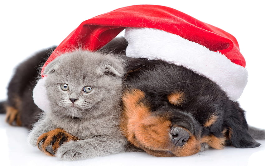 アニマル - 猫と犬 ホリデー クリスマス 子犬 子猫 かわいい サンタ 帽子 高画質の壁紙