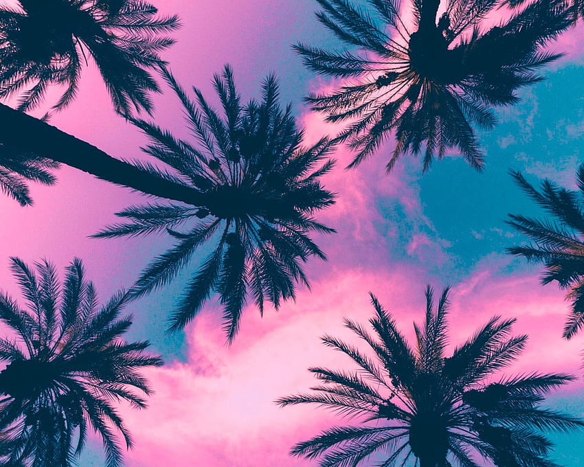 Coconut plant, palm trees, sky, clouds, pink, tropical climate • For You For & Mobile HD wallpaper