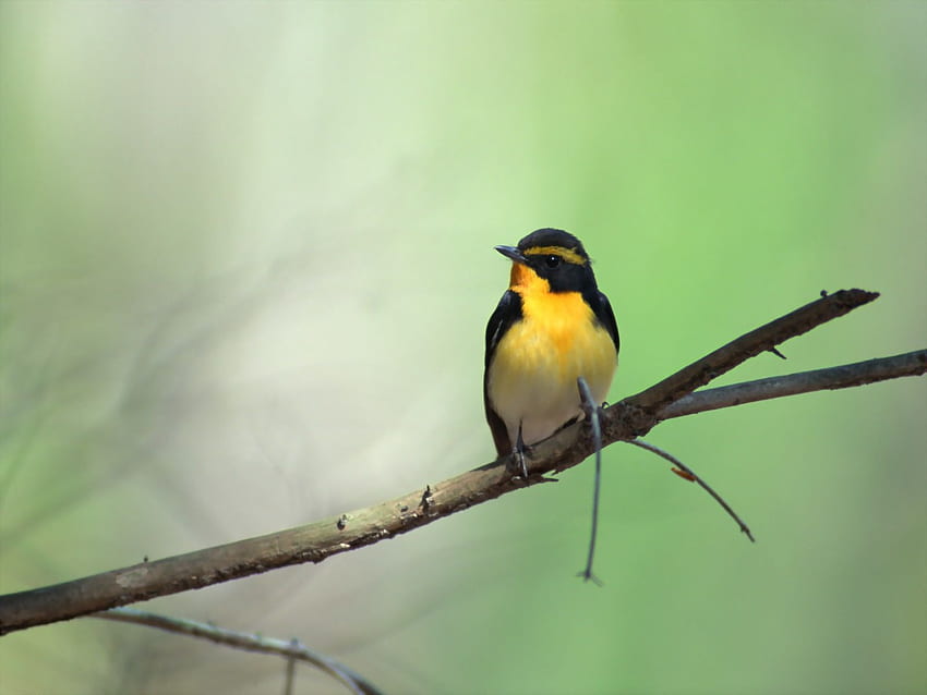 Cute Little Birds and Beautiful, Burung HD wallpaper