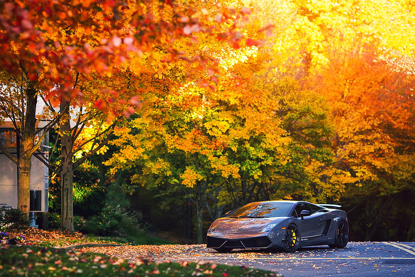 Lamborghini, Outono, Carros, Gallardo, Superleggera, Lp570 papel de parede HD