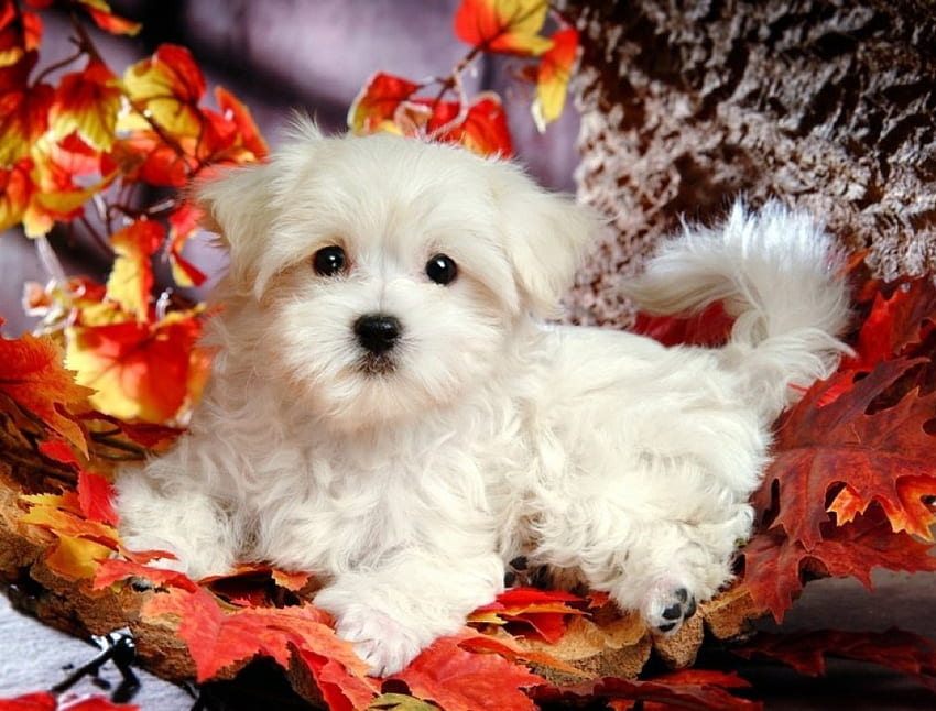 Simpatico cucciolo birichino, animale, cane, bianco, carino, soffice Sfondo HD