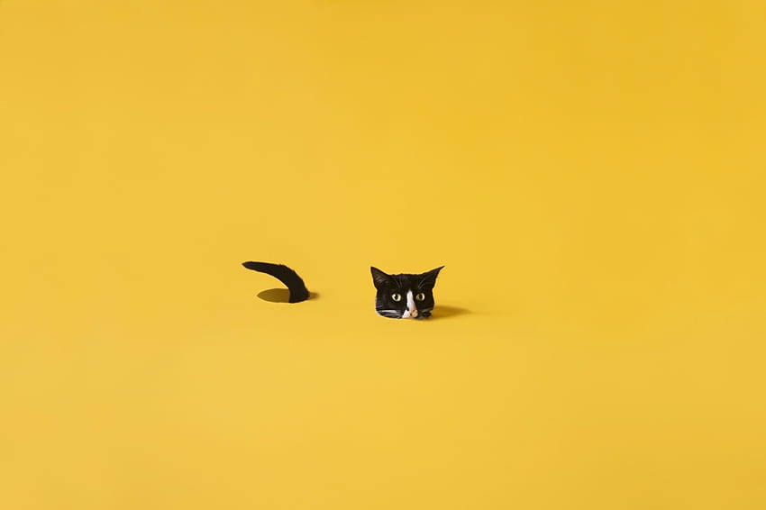 random, happiness and tuxedo cat - HD wallpaper