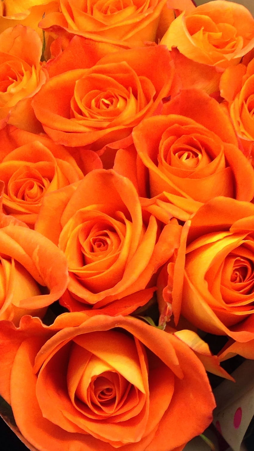 Orange Colour, Orange Colour Rose, Orange Rose HD phone wallpaper ...