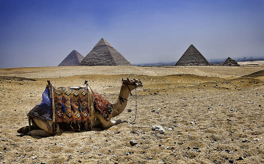 動物, ピラミッド, エジプト, ラクダ 高画質の壁紙