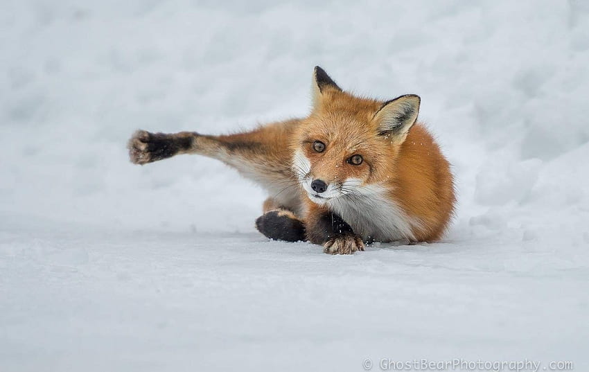 Fox, animal, winter, white, iarna, snow, vulpe, paw HD wallpaper