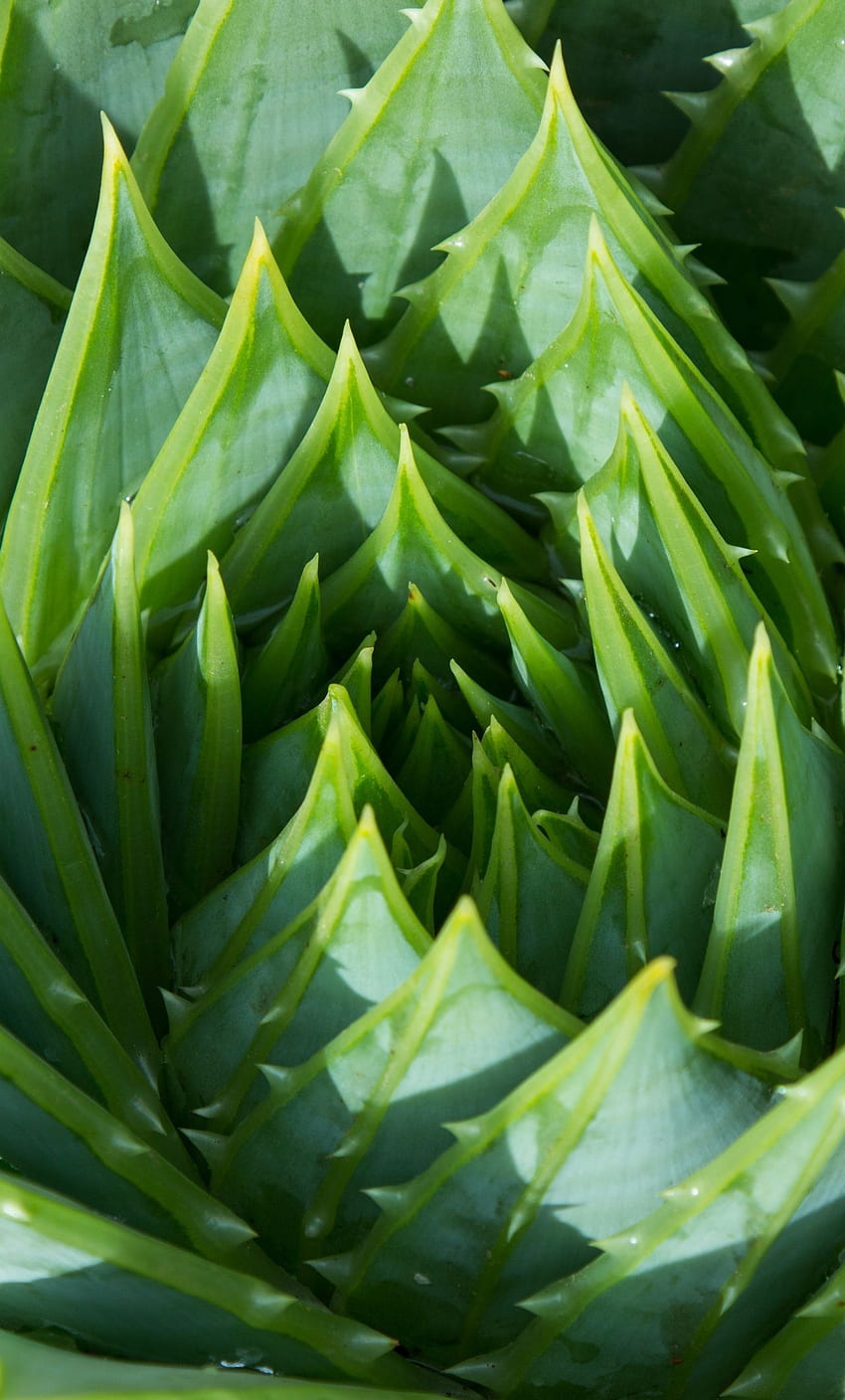 알로에 베라, 식물, 녹색, 클로즈업 HD 전화 배경 화면