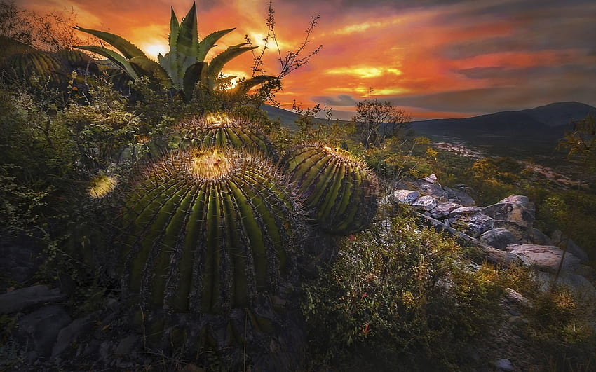 kaktus, gurun, malam, matahari terbenam, langit, Meksiko untuk resolusi . Kualitas Tinggi, Kaktus Meksiko Wallpaper HD