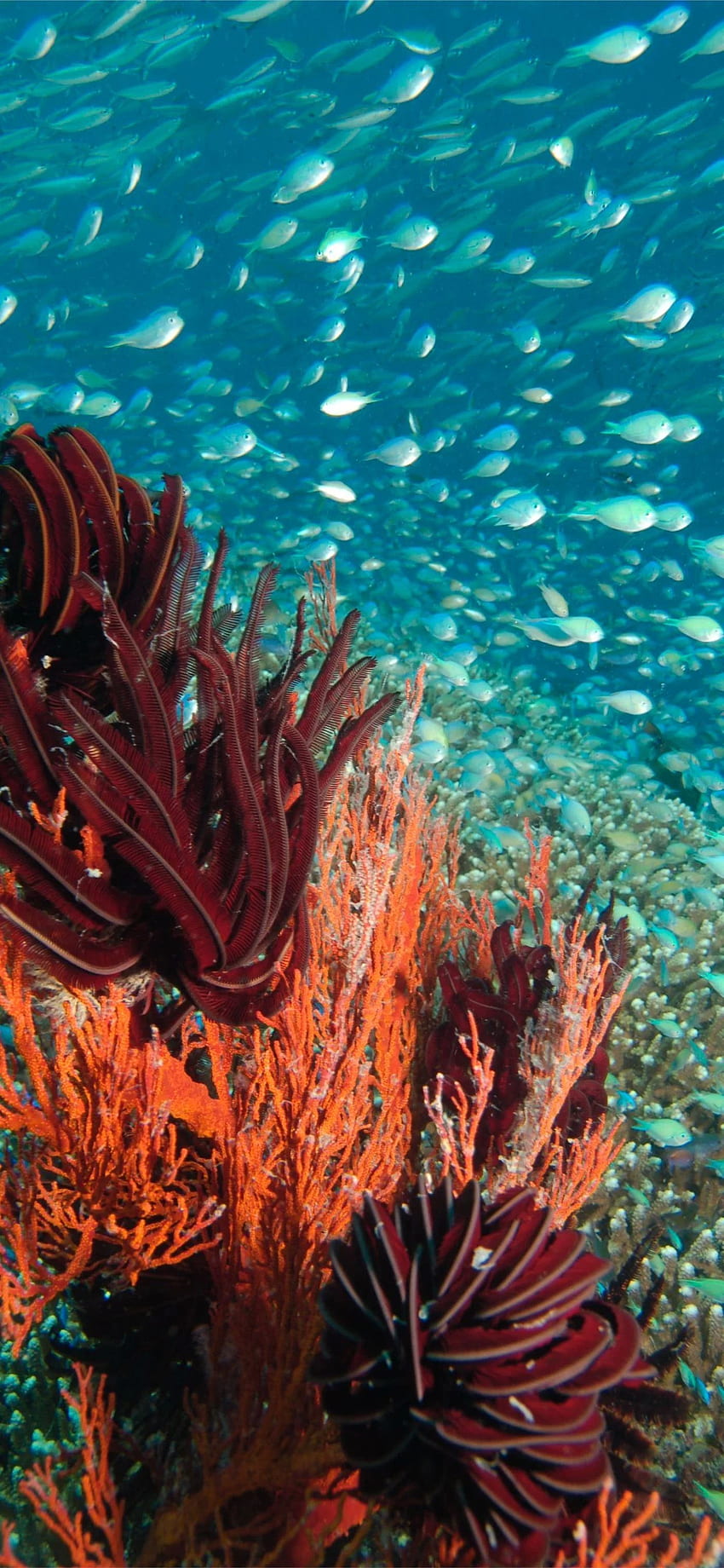 Mergulhe na Grande Barreira de Corais com o Blue Dive iPhone 11, Coral Reef Papel de parede de celular HD
