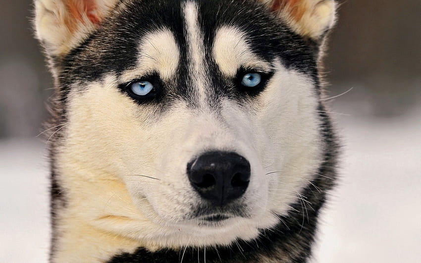 สัตว์ สุนัข ปากกระบอกปืน สายตา ความคิดเห็น แหบแห้ง Haska ตาสีฟ้า ตาสีฟ้า วอลล์เปเปอร์ HD