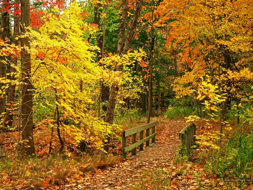 scena autunnale 15, natura, albero, autunno Sfondo HD