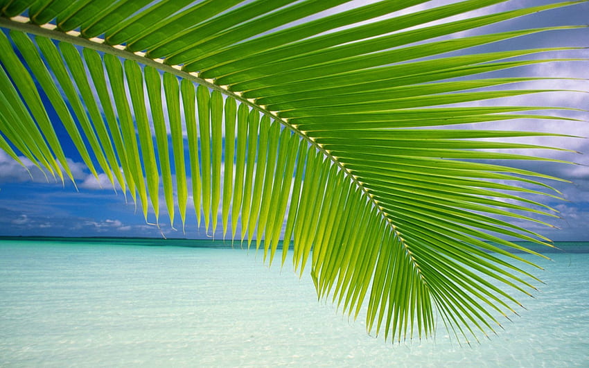 Nature, Leaves, Palm, Branch, Bay, Blue Water HD wallpaper