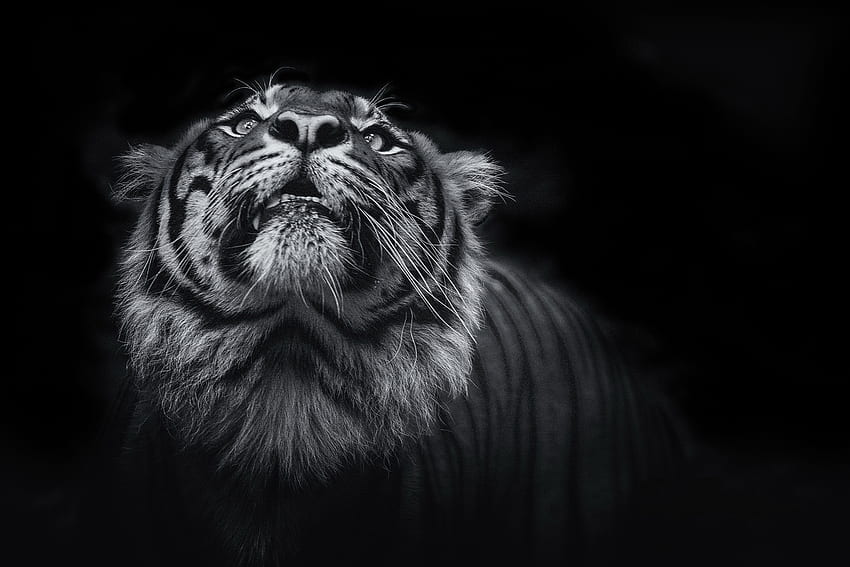 Tigre, Oscuro, Negro, , , Animalia fondo de pantalla