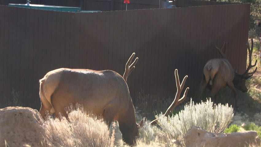 Mature Bucks, Grand Canyon, Animals, Arizona, graphy, Wild, Buck, Grand Canyon, Deer HD wallpaper