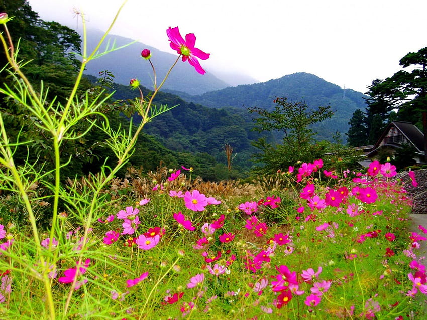 きれいな山の花、ピーク、素敵な、野生の花、緑、シャレー、家、美しい、草、山、キャビン、夏、かなり、新鮮なニュース、新鮮さ、自然、空、花、コテージ、素敵な 高画質の壁紙