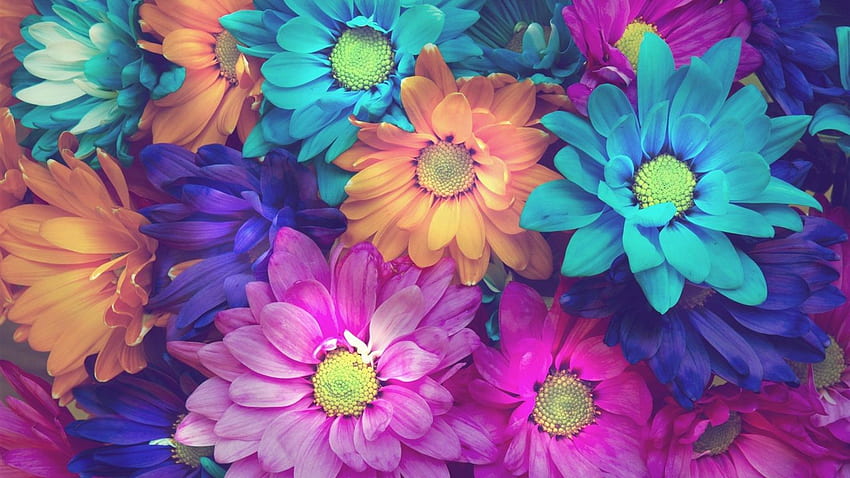 Colorful daisy flowers, pink, blue, orange, Colorful Daisies HD wallpaper