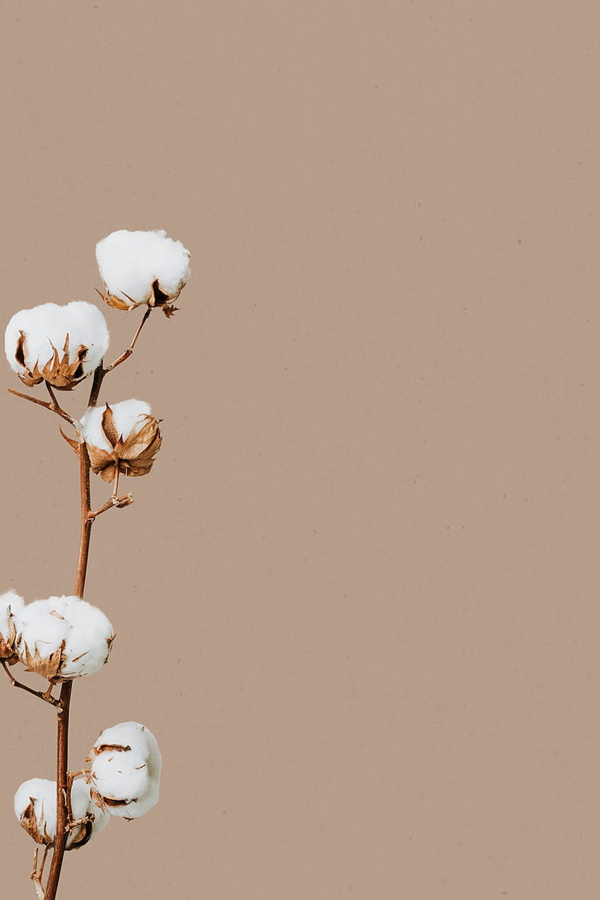 PNG-Aufkleber und Hintergrund, Baumwollblume HD-Handy-Hintergrundbild