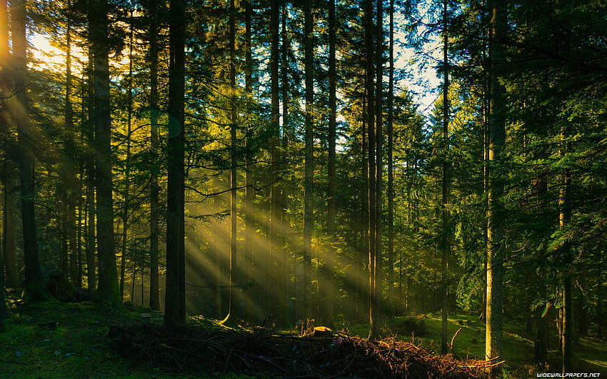 Forest Computer, Morning Forest HD wallpaper | Pxfuel