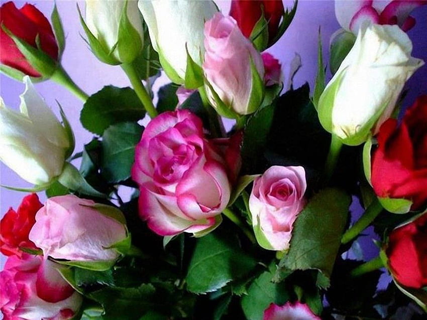 Mawar Berwarna-warni, merah muda, putih, mawar, merah, warna, indah, kelopak Wallpaper HD